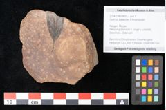Foto (Objekt + Etikett) von Quercus palaeoilex Ettingshausen (NHMW-GEO-2024-0188-0800)
